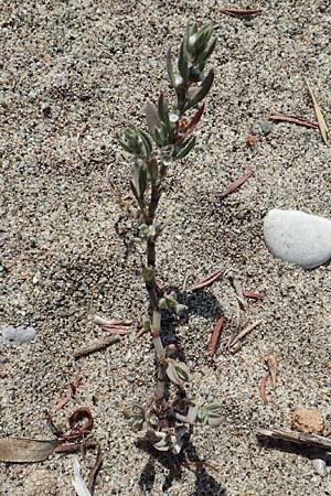 Polygonum maritimum \ Strand-Knterich / Sea Knotgrass, GR Euboea (Evia), Kanatadika 28.8.2017