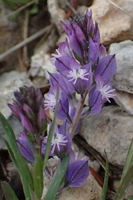 Polygala alpestris \ Voralpen-Kreuzblume, Berg-Kreuzblmchen / Alpine Milkwort, GR Peloponnes, Chelmos 18.5.2024
