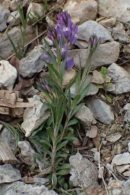 Polygala alpestris \ Voralpen-Kreuzblume, Berg-Kreuzblmchen / Alpine Milkwort, GR Peloponnes, Chelmos 18.5.2024