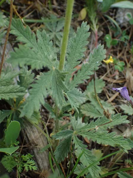 Potentilla recta subsp. laciniosa \ Gelapptes Hohes Fingerkraut / Laciniate Cinquefoil, GR Peloponnes, Saitas 19.5.2024