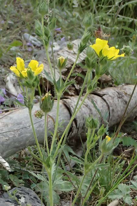 Potentilla recta subsp. laciniosa \ Gelapptes Hohes Fingerkraut / Laciniate Cinquefoil, GR Peloponnes, Saitas 19.5.2024