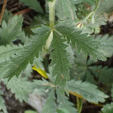 Potentilla recta subsp. laciniosa \ Gelapptes Hohes Fingerkraut / Laciniate Cinquefoil, GR Peloponnes, Saitas 19.5.2024