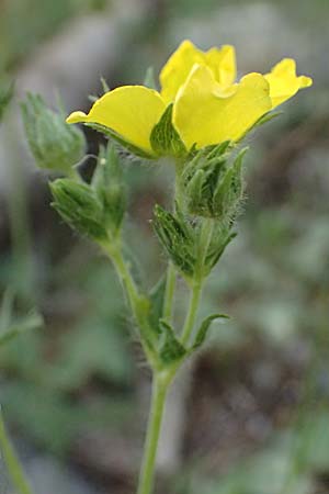 Potentilla recta subsp. laciniosa \ Gelapptes Hohes Fingerkraut / Laciniate Cinquefoil, GR Peloponnes, Saitas 19.5.2024
