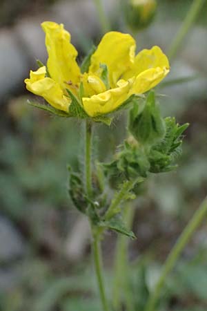 Potentilla recta subsp. laciniosa \ Gelapptes Hohes Fingerkraut / Laciniate Cinquefoil, GR Peloponnes, Saitas 19.5.2024