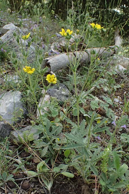 Potentilla recta subsp. laciniosa \ Gelapptes Hohes Fingerkraut / Laciniate Cinquefoil, GR Peloponnes, Saitas 19.5.2024