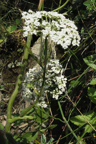 Pimpinella tragium subsp. polyclada \ Vielverzweigte Bibernelle / Many-Branched Burnet Saxifrage, GR Katara Pass 27.8.2007