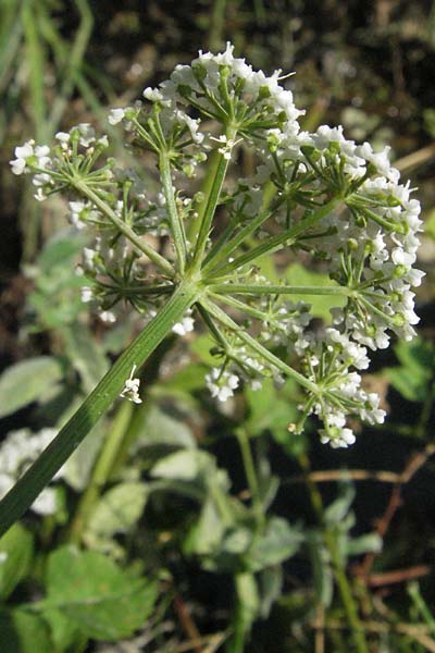 Pimpinella tragium subsp. polyclada \ Vielverzweigte Bibernelle / Many-Branched Burnet Saxifrage, GR Katara Pass 27.8.2007