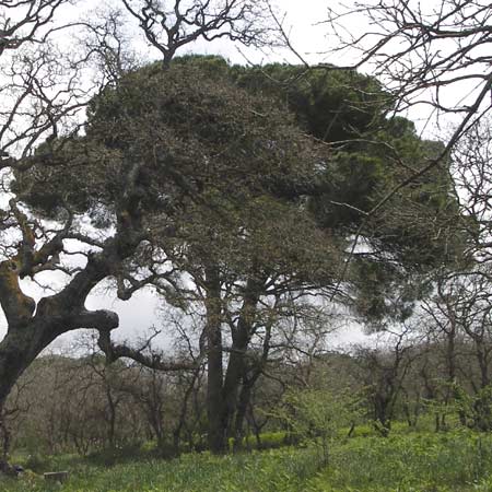 Pinus pinea \ Schirm-Kiefer / Stone Pine, GR Peloponnes, Strofylia-Wald bei Metochi-Kalogria / Peloponnese, Strofylia Forest near Metochi-Kalogria 27.3.2013