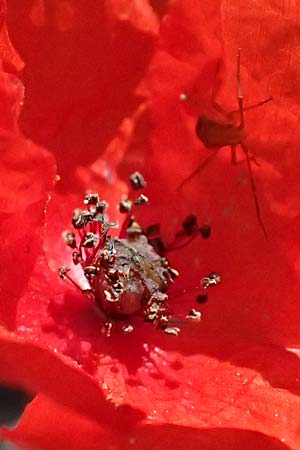 Papaver purpureomarginatum \ Rotrandiger Mohn, GR Hymettos 11.4.2024
