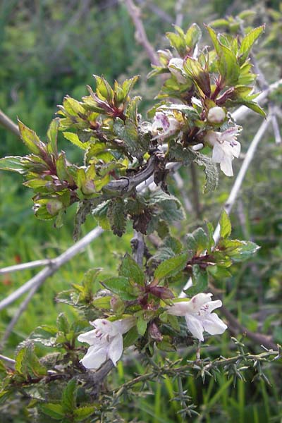 Prasium majus \ Groer Klippenziest / Great Hedge Nettle, GR Peloponnes, Militsa 29.3.2013