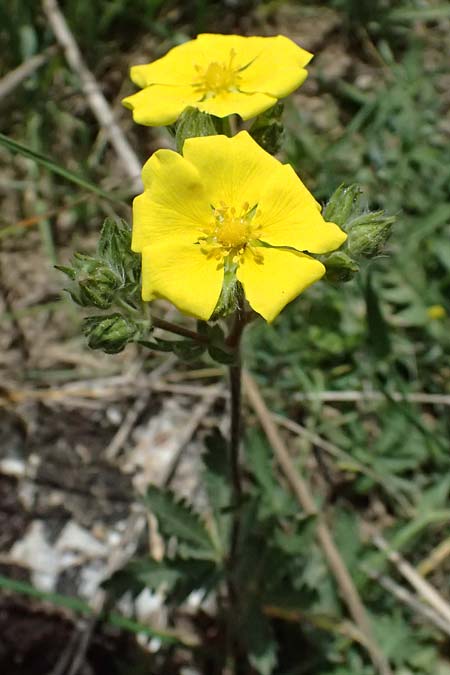 Potentilla recta subsp. laciniosa \ Gelapptes Hohes Fingerkraut / Laciniate Cinquefoil, GR Peloponnes, Mt. Kyllini, Mesi Trikalon 21.5.2024