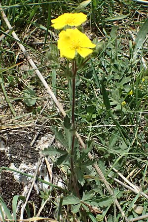 Potentilla recta subsp. laciniosa \ Gelapptes Hohes Fingerkraut / Laciniate Cinquefoil, GR Peloponnes, Mt. Kyllini, Mesi Trikalon 21.5.2024