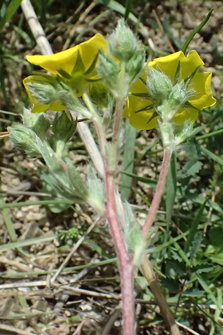 Potentilla recta subsp. laciniosa \ Gelapptes Hohes Fingerkraut / Laciniate Cinquefoil, GR Peloponnes, Mt. Kyllini, Mesi Trikalon 21.5.2024