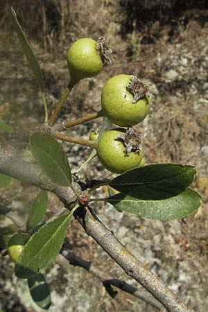 Pyrus spinosa \ Mandelbl�ttrige Birne / Almond-Leaved Pear, GR Meteora 28.8.2007
