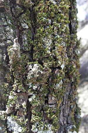 Pyrus spinosa \ Mandelbl�ttrige Birne / Almond-Leaved Pear, GR Meteora 28.8.2007