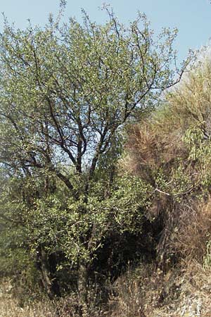 Pyrus spinosa \ Mandelbl�ttrige Birne / Almond-Leaved Pear, GR Meteora 28.8.2007