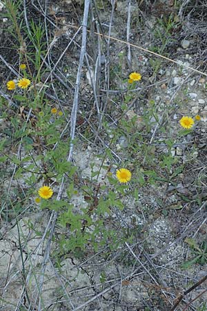 Pulicaria dysenterica \ Groes Flohkraut / Common Fleabane, GR Euboea (Evia), Rovies 27.8.2017