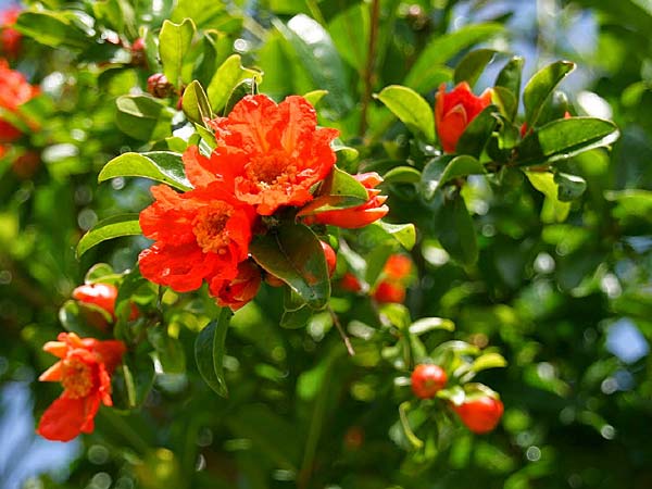 Punica granatum \ Granatapfel / Pomegranate, GR Korinth/Corinth 25.5.2009 (Photo: Gisela Nikolopoulou)