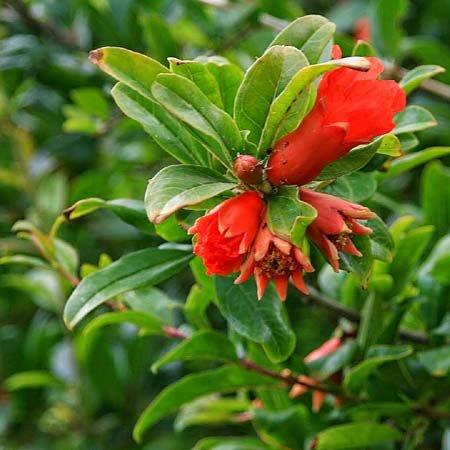 Punica granatum \ Granatapfel / Pomegranate, GR Korinth/Corinth 21.5.2014 (Photo: Gisela Nikolopoulou)