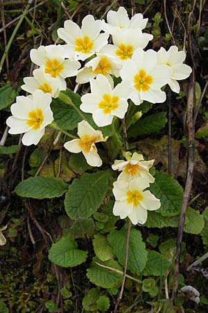 Primula vulgaris \ Stngellose Primel, Kissen-Primel / Primrose, GR Peloponnes, Taygetos 30.3.2013