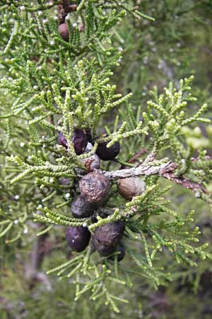Juniperus phoenicea \ Ph&ouml;nizischer Wacholder / Phoenicean Juniper, GR Euboea (Evia), Styra 31.8.2014