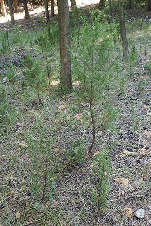 Cupressus sempervirens var. horizontalis \ Mittelmeer-Zypresse / Mediterranean Cypress, GR Euboea (Evia), Agia Anna 27.8.2017