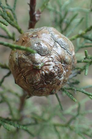 Cupressus sempervirens var. horizontalis \ Mittelmeer-Zypresse / Mediterranean Cypress, GR Euboea (Evia), Agia Anna 27.8.2017