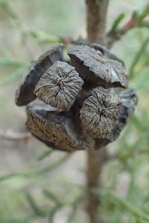 Cupressus sempervirens var. horizontalis \ Mittelmeer-Zypresse / Mediterranean Cypress, GR Euboea (Evia), Agia Anna 27.8.2017