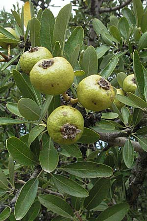 Pyrus spinosa \ Mandelbl�ttrige Birne / Almond-Leaved Pear, GR Mykene 3.9.2007