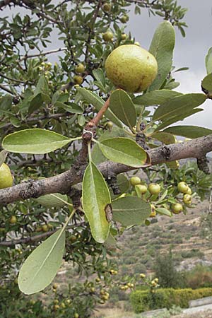 Pyrus spinosa \ Mandelbl�ttrige Birne / Almond-Leaved Pear, GR Mykene 3.9.2007