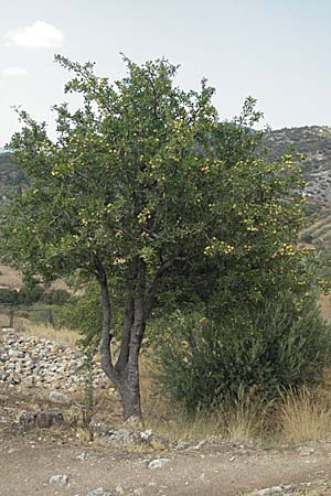 Pyrus spinosa \ Mandelbl�ttrige Birne / Almond-Leaved Pear, GR Mykene 3.9.2007