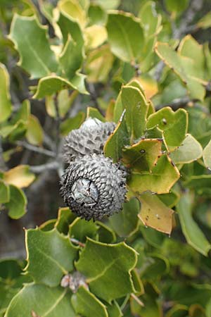 Quercus coccifera \ Kermes-Eiche, Stech-Eiche / Kermes Oak, GR Hymettos 20.3.2019