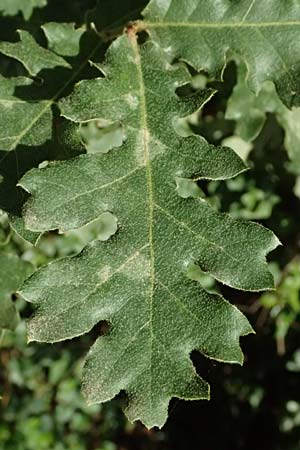 Quercus cerris \ Zerr-Eiche / Turkey Oak, GR Peloponnes, Taygetos, Exochori 27.5.2024