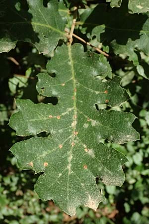 Quercus cerris \ Zerr-Eiche / Turkey Oak, GR Peloponnes, Taygetos, Exochori 27.5.2024