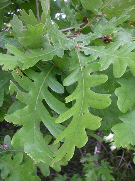 Quercus frainetto \ Ungarische Eiche / Hungarian Oak, Italian Oak, GR Zagoria, Negades 18.5.2008