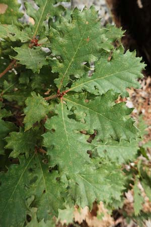 Quercus frainetto \ Ungarische Eiche / Hungarian Oak, Italian Oak, GR Euboea (Evia), Drimona 30.8.2017