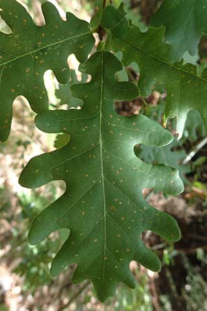 Quercus frainetto \ Ungarische Eiche / Hungarian Oak, Italian Oak, GR Euboea (Evia), Drimona 30.8.2017