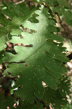 Quercus frainetto \ Ungarische Eiche / Hungarian Oak, Italian Oak, GR Euboea (Evia), Drimona 30.8.2017