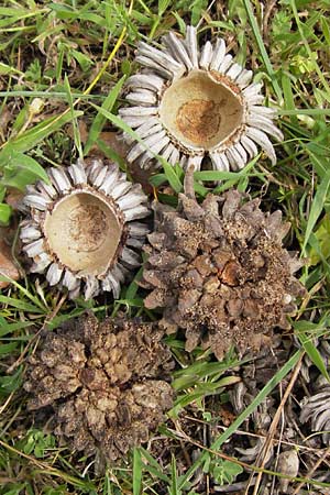 Quercus ithaburensis subsp. macrolepis \ Wallonen-Eiche / Valonian Oak, GR Peloponnes, Strofylia-Wald bei Metochi-Kalogria / Peloponnese, Strofylia Forest near Metochi-Kalogria 27.3.2013