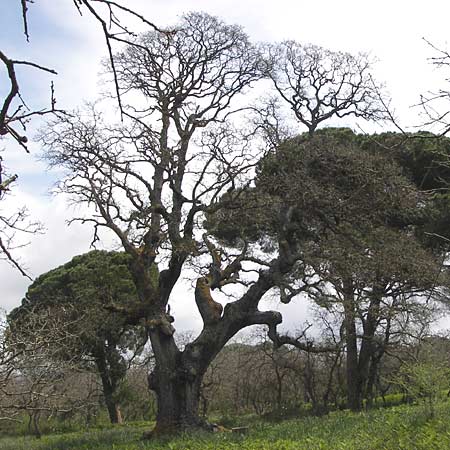 Quercus ithaburensis subsp. macrolepis \ Wallonen-Eiche / Valonian Oak, GR Peloponnes, Strofylia-Wald bei Metochi-Kalogria / Peloponnese, Strofylia Forest near Metochi-Kalogria 27.3.2013
