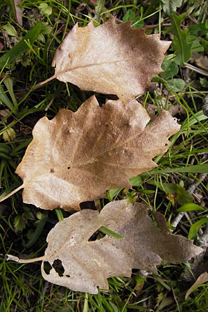 Quercus ithaburensis subsp. macrolepis \ Wallonen-Eiche / Valonian Oak, GR Peloponnes, Strofylia-Wald bei Metochi-Kalogria / Peloponnese, Strofylia Forest near Metochi-Kalogria 27.3.2013