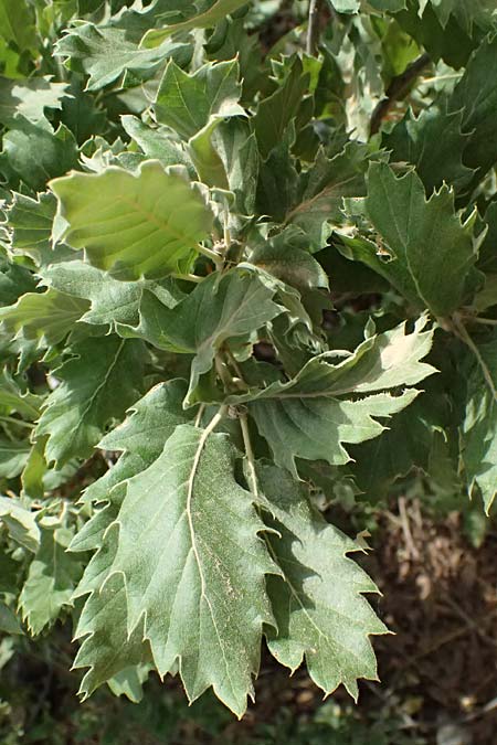 Quercus ithaburensis subsp. macrolepis \ Wallonen-Eiche / Valonian Oak, GR Peloponnes, Taygetos, Neochori 26.5.2024