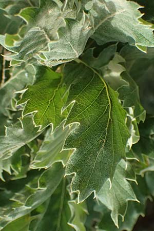 Quercus ithaburensis subsp. macrolepis \ Wallonen-Eiche / Valonian Oak, GR Peloponnes, Taygetos, Neochori 26.5.2024