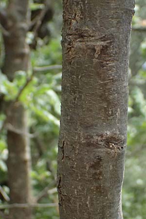 Quercus ithaburensis subsp. macrolepis \ Wallonen-Eiche / Valonian Oak, GR Peloponnes, Taygetos, Neochori 26.5.2024