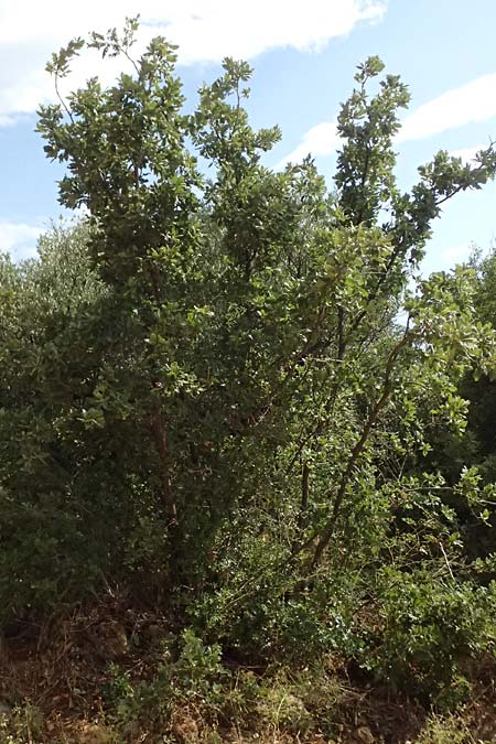 Quercus ithaburensis subsp. macrolepis \ Wallonen-Eiche / Valonian Oak, GR Peloponnes, Taygetos, Neochori 26.5.2024