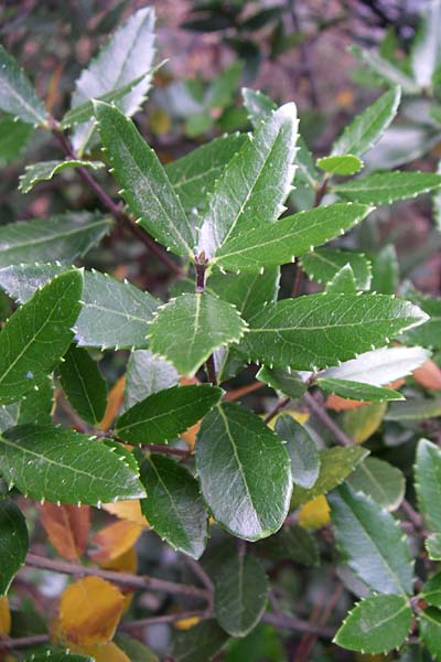 Quercus trojana \ Mazedonische Eiche / Macedonian Oak, GR Hymettos 21.5.2008