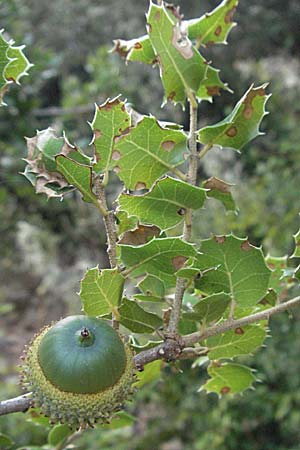 Quercus coccifera \ Kermes-Eiche, Stech-Eiche / Kermes Oak, GR Zagoria, Vikos - Schlucht / Gorge 26.8.2007