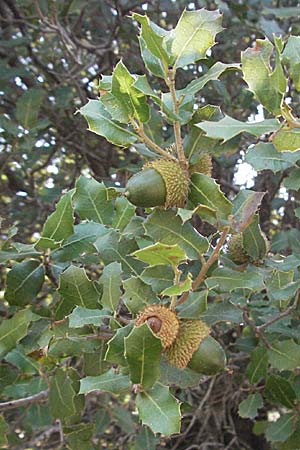 Quercus coccifera \ Kermes-Eiche, Stech-Eiche / Kermes Oak, GR Hymettos 31.8.2007