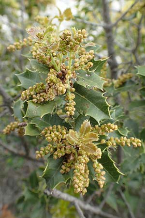 Quercus coccifera \ Kermes-Eiche, Stech-Eiche / Kermes Oak, GR Athen, Mount Egaleo 10.4.2019