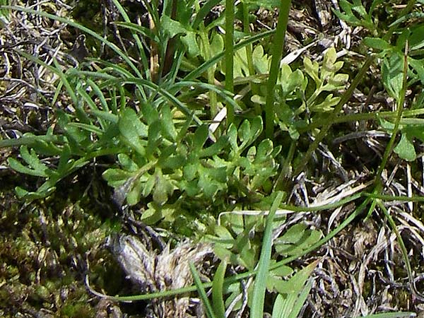 Ranunculus gracilis \ Zierlicher Hahnenfu� / Gracile Buttercup, GR Timfi 17.5.2008